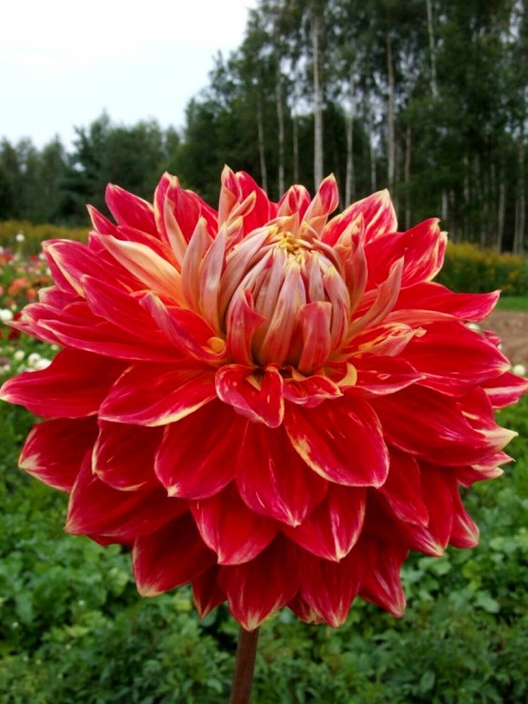 Dahlia Gladiator 2 Tubers PREORDER - Etsy