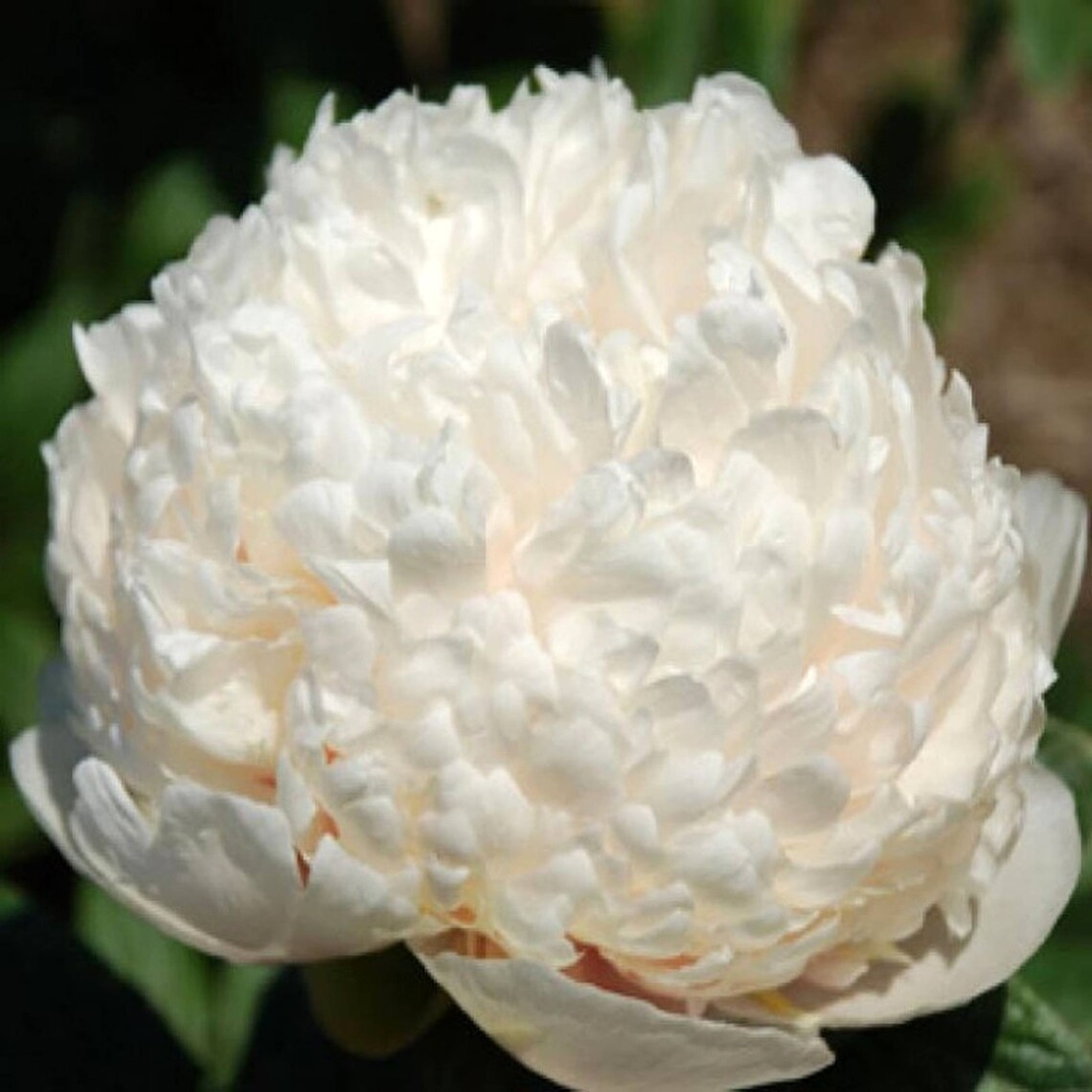 Peony Colonel Owen's Cousins Bare Root 3/5 Eye - Etsy