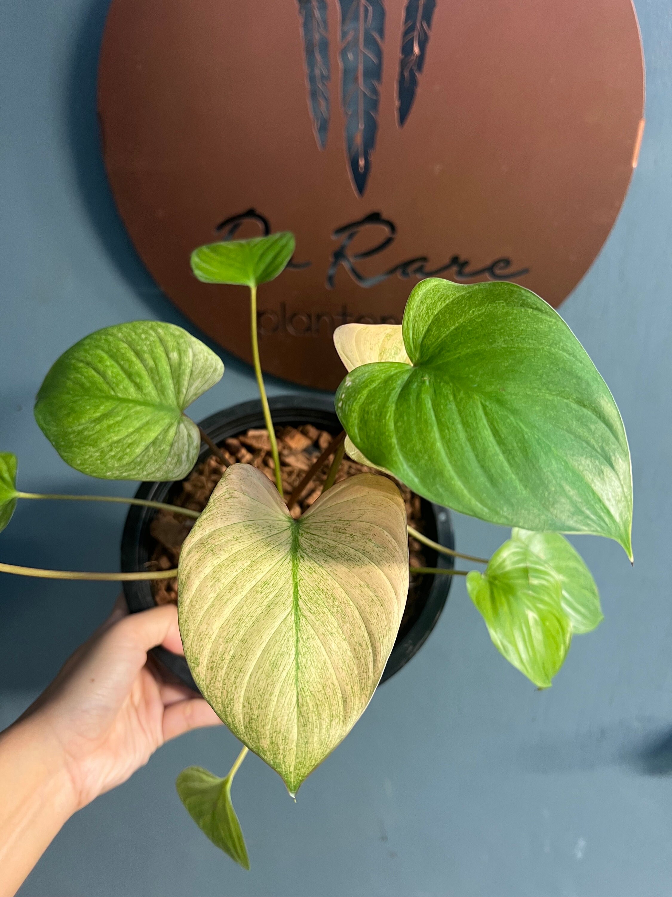 Homalomena yellow sapphire AKA Homalomena mint variegata — DoRare