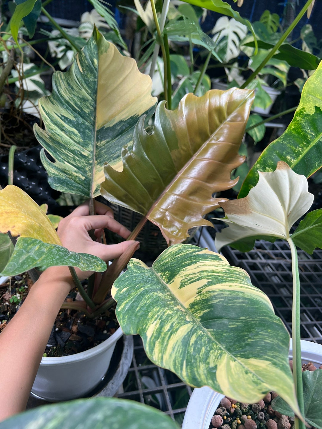 Philodendron Caramel Marble Variegata Etsy