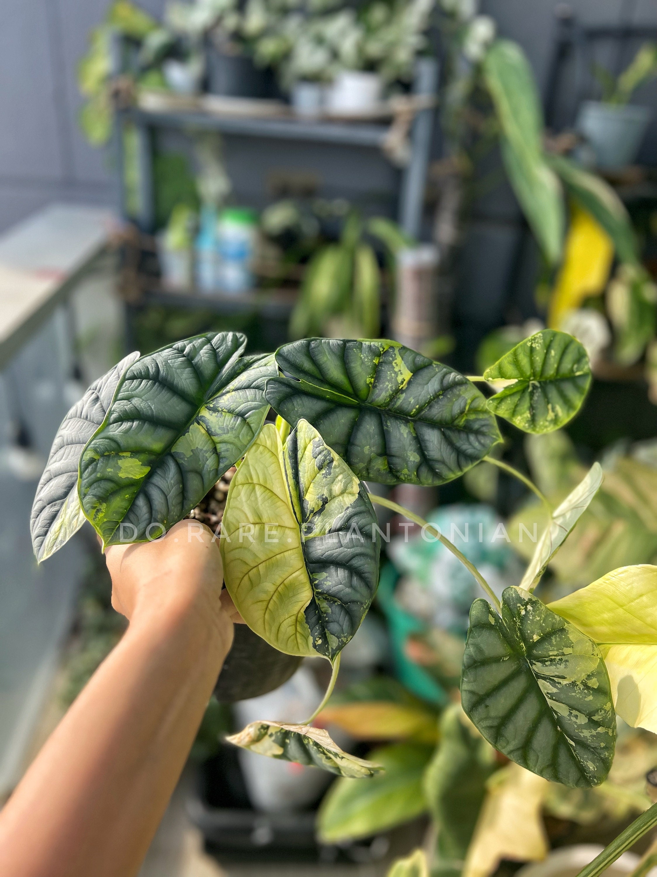 Alocasia Silver Dragon Variegata Etsy