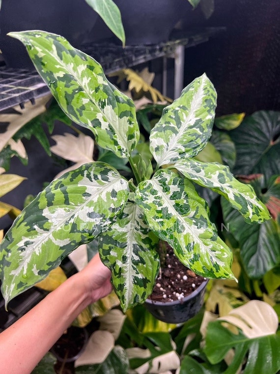 Aglaonema Pictum Tricolor - Etsy