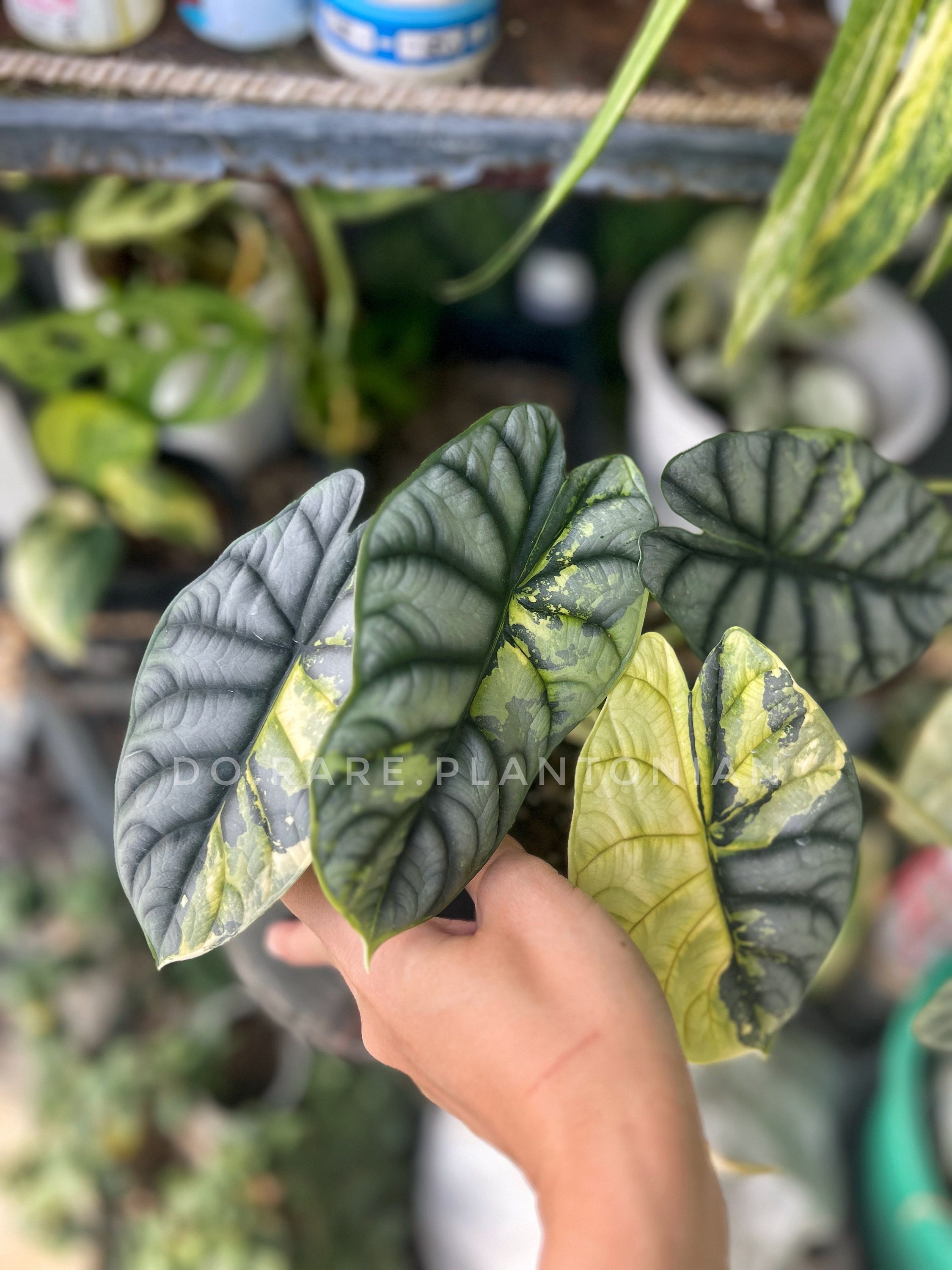 Alocasia Silver Dragon Variegata Etsy