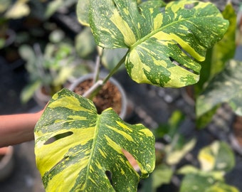 Rare, Monstera deliciosa Electro-light variegata