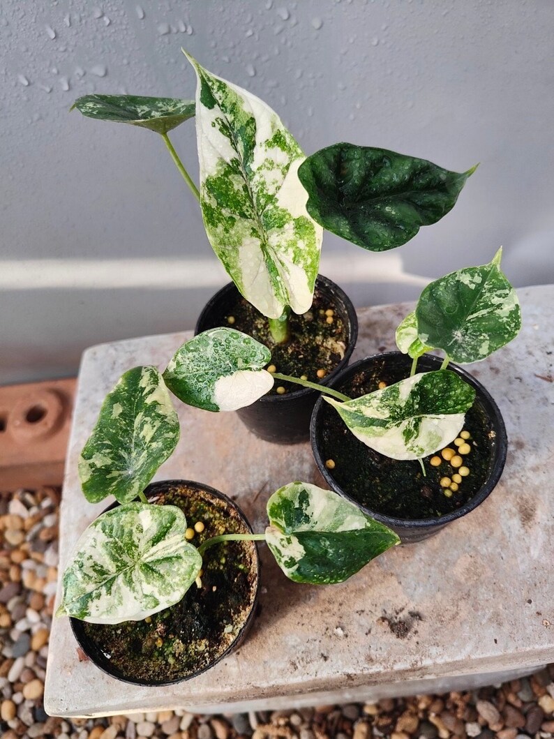 Alocasia Dragon Scale Albo Variegata No.14 Etsy