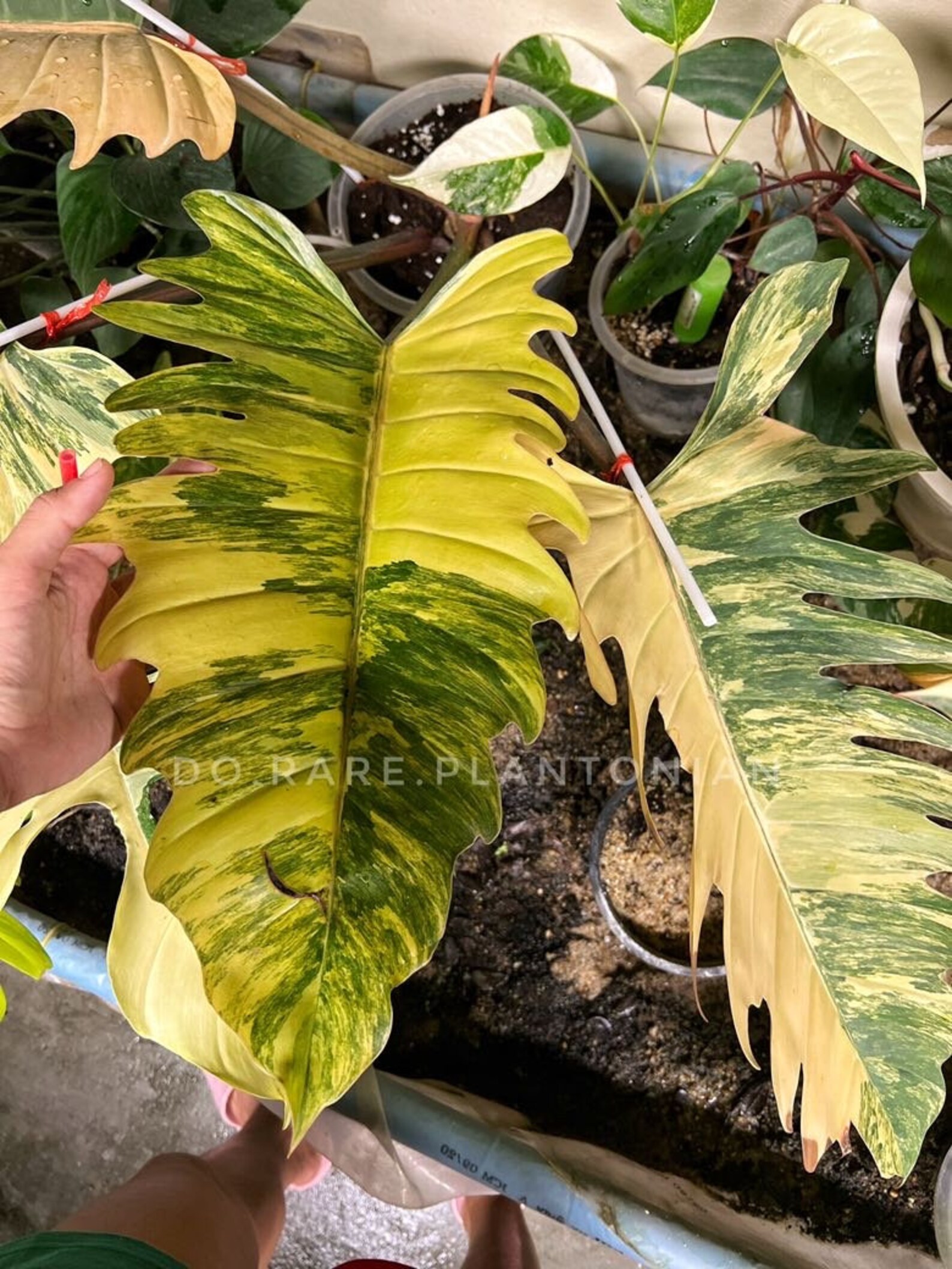 Philodendron Caramel Marble Variegata Etsy