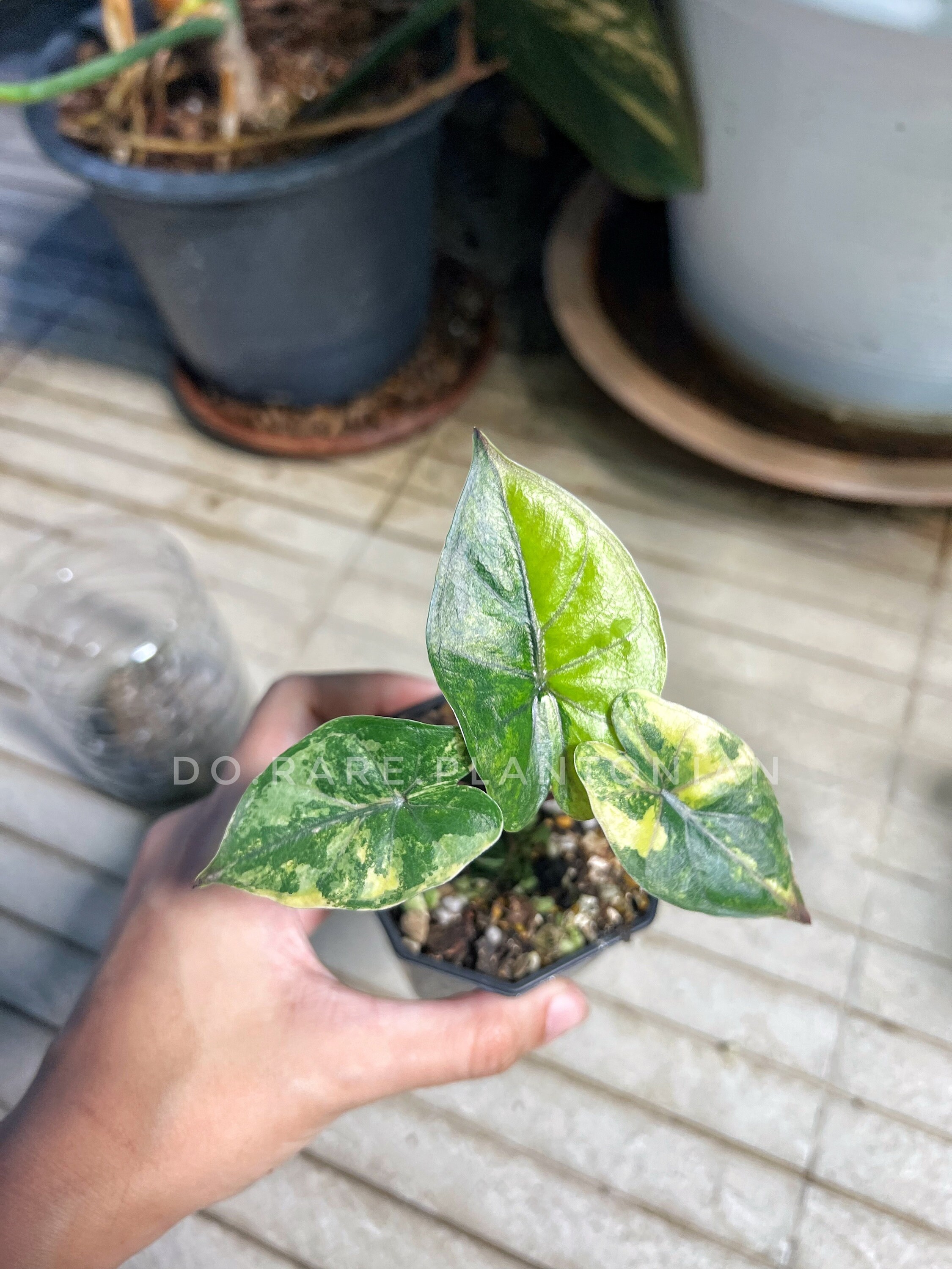 Alocasia Yucatan Princess Aurea Variegata Etsy