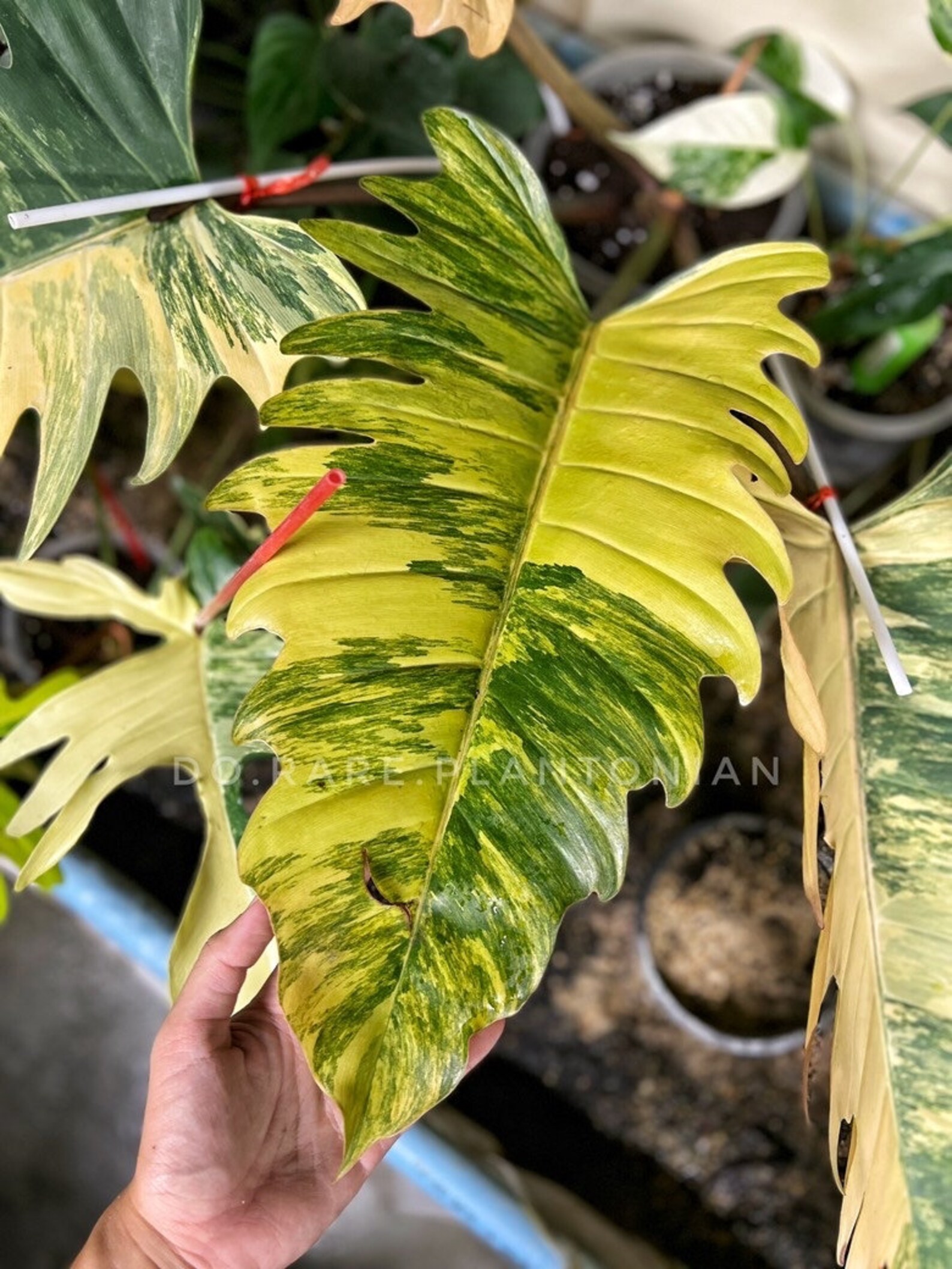 Philodendron Caramel Marble Variegata Etsy