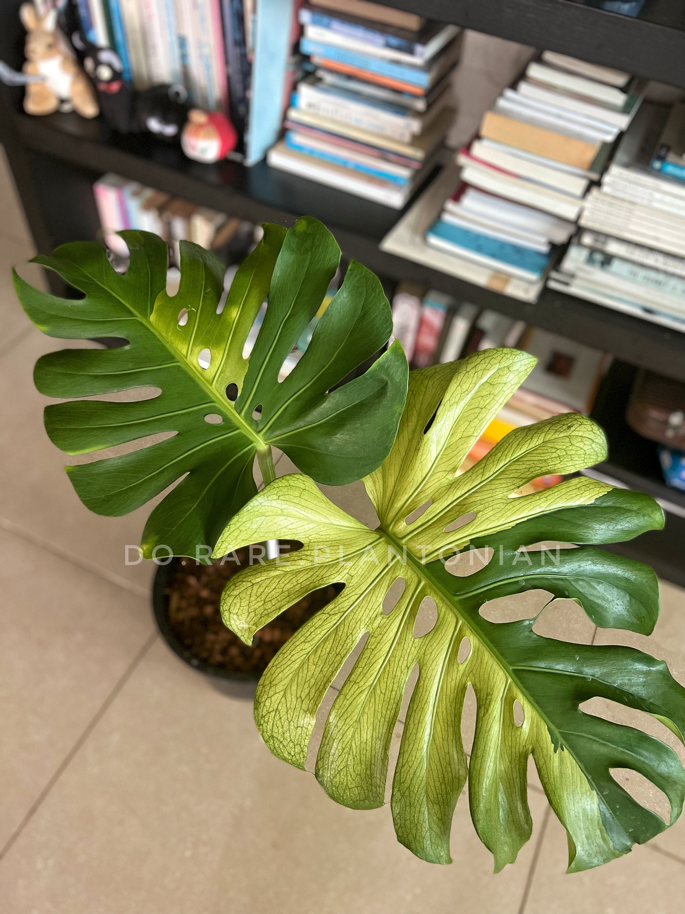 Monstera deliciosa yellow mint variegata — DoRare Plantonian