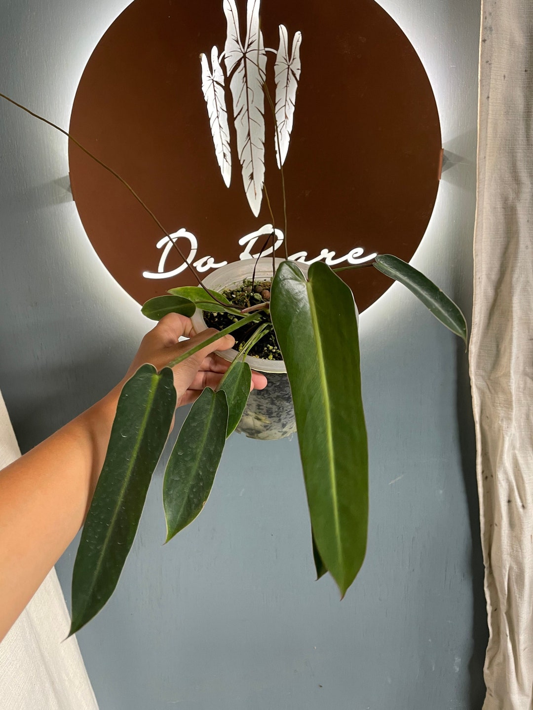 Spiritus Sancti Medium Size Etsy