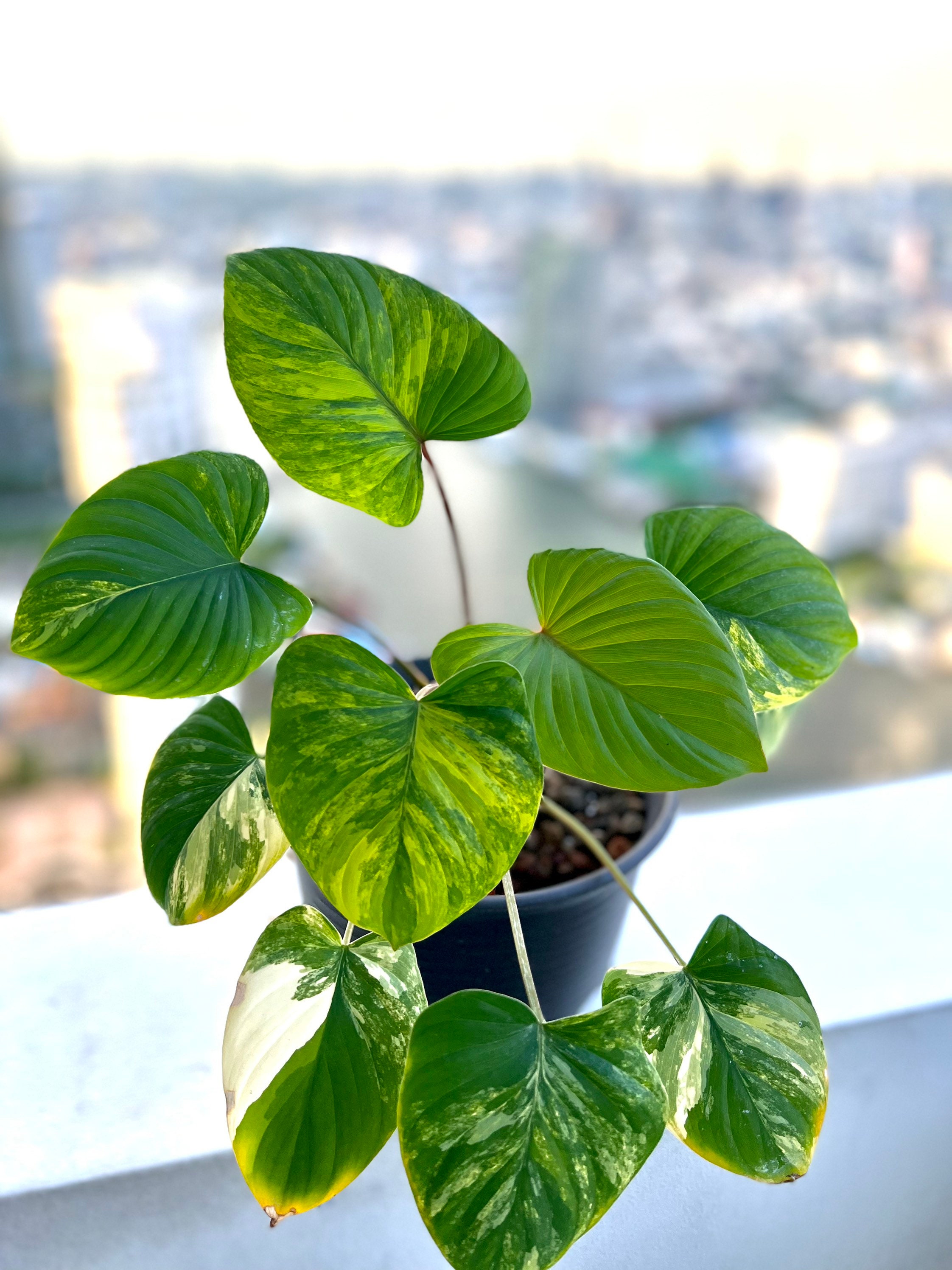 Homalomena Rubescens Variegata - Etsy