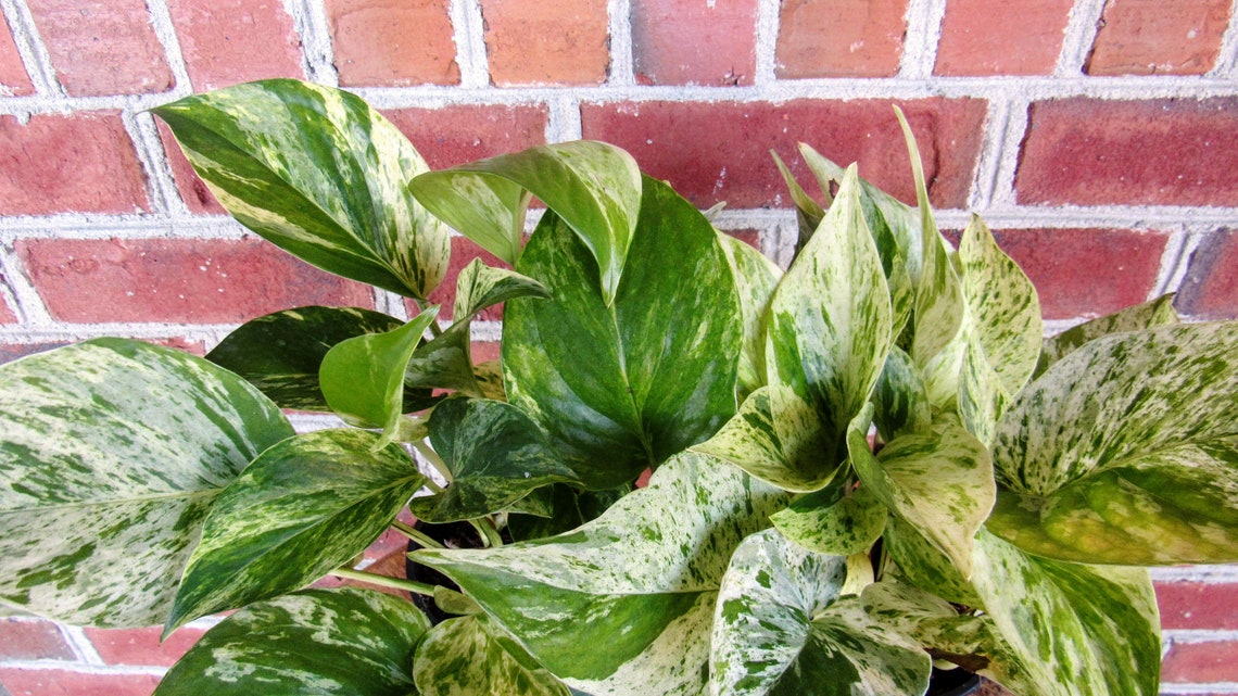 Marble Queen Pothos Snow Queen White Variegation Pothos 