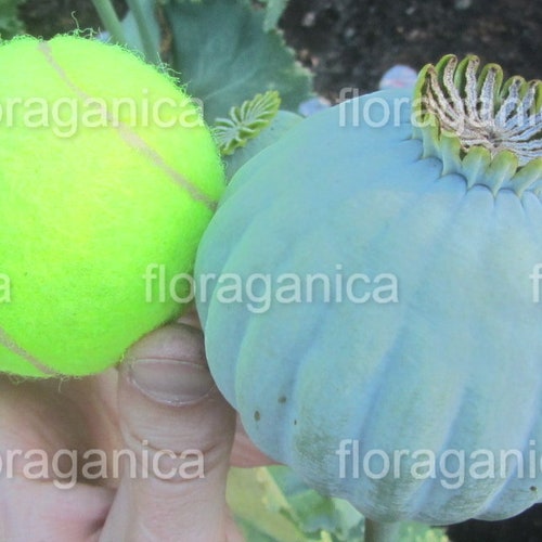 Giganteum Poppy Seeds (500+), papaver somniferum