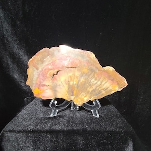 Arizona Rainbow Petrified Wood Slab