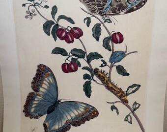 Merian, Folio - Rama de cerezo de las Indias Occidentales con mariposa Achilles Morpho Metamor