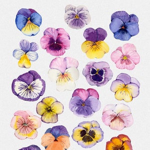 Pansies watercolor flowers, set of multicolored buds digital clipart png