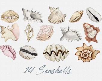Watercolor Seashell Clipart PNG, Hand Drawn Coastal Shells Illustration, Beach Summer Aesthetic Digital Download