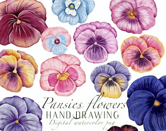 Pansies flowers clipart png watercolor, hand drawing illustration decoration