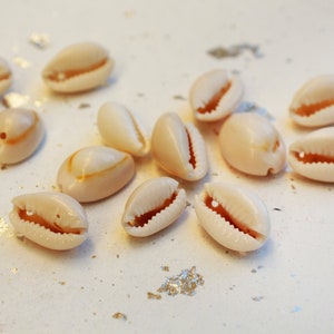 Kaurischelpbedel, 16 mm geboord één gat zeeschelpbedels 25 st