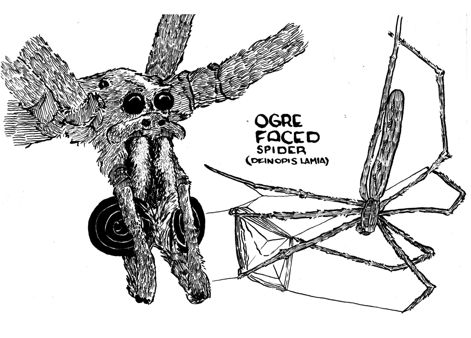 Ogre Faced Spider Inks 5x7 Prints - Etsy UK