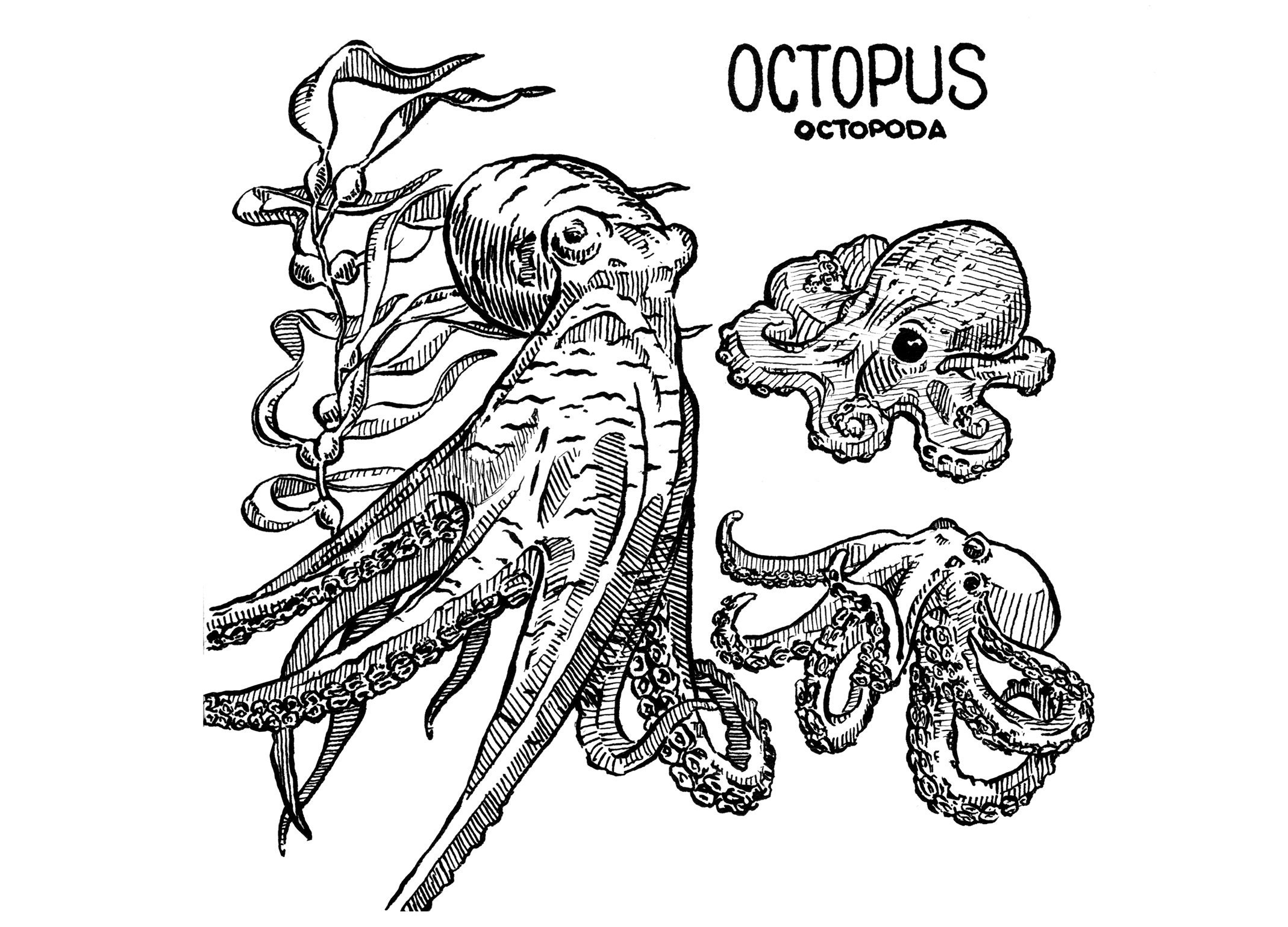 Octopus Inks 5x7 Prints Etsy