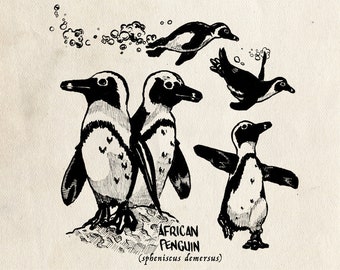Penguin Africano (5x7 Impresiones)