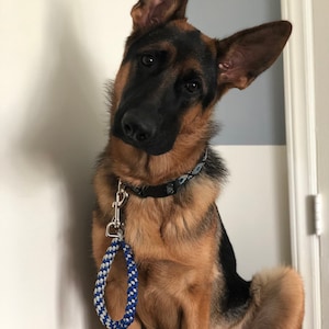 May include: A brown and black German Shepherd puppy with a blue and white leash sitting on a white surface. The puppy is looking to the left of the frame with its head tilted.