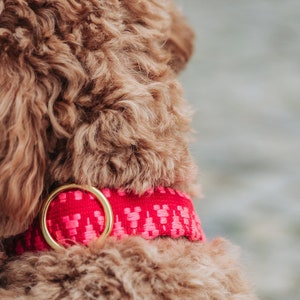 May include: A close-up of a brown dog wearing a pink and gold collar with a Mickey Mouse pattern.