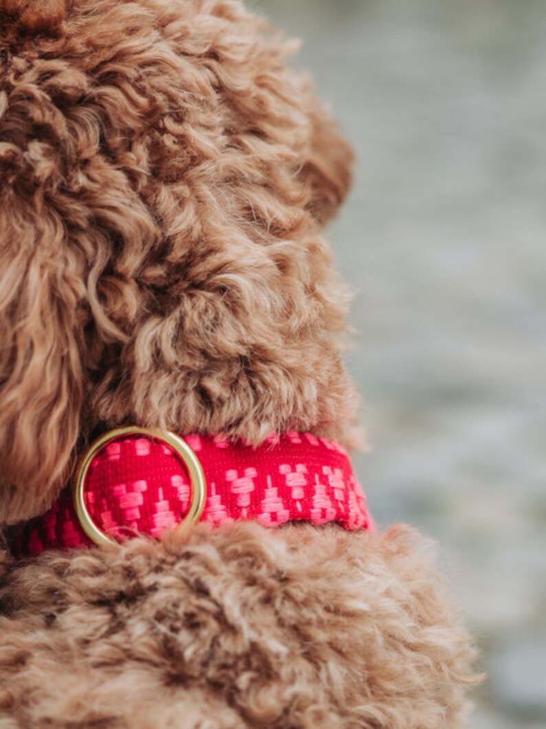 May include: A close-up of a brown dog wearing a pink and gold collar with a Mickey Mouse pattern.