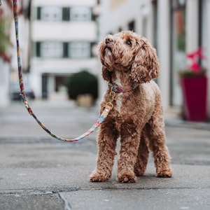 May include: A brown and white dog on a leash with a colorful patterned leash. The dog is looking up and has a collar on.