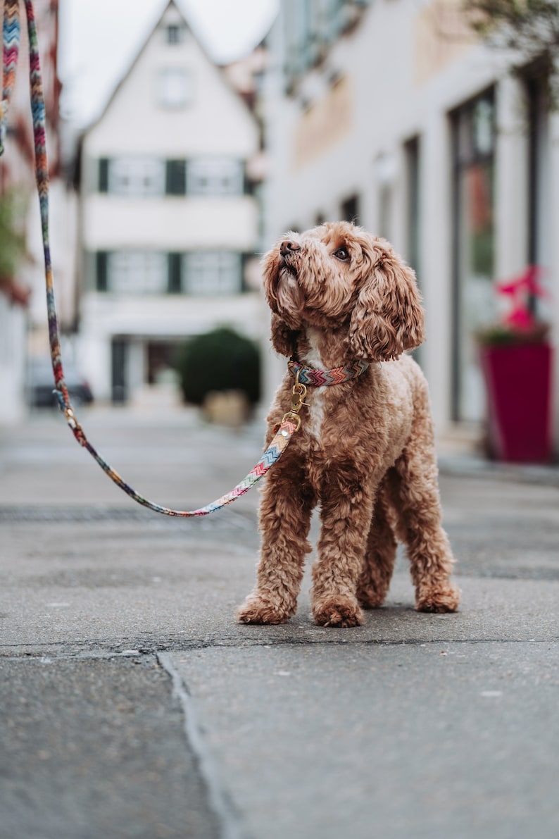May include: A brown and white dog on a leash with a colorful patterned leash. The dog is looking up and has a collar on.