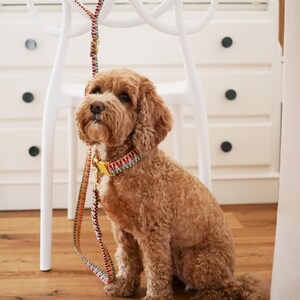 May include: A light brown dog with curly fur is sitting on a wooden floor. The dog is wearing a colorful patterned collar and a matching leash. The dog is looking up at something off camera.