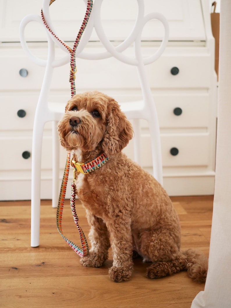 May include: A light brown dog with curly fur is sitting on a wooden floor. The dog is wearing a colorful patterned collar and a matching leash. The dog is looking up at something off camera.