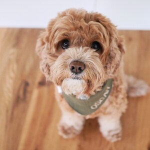 Personalisierbares Hundehalstuch mit Namen - Khaki grün, Musselin bild 2