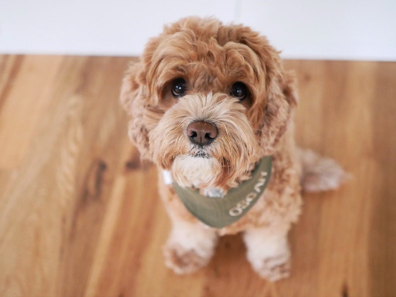 Personalisierbares Hundehalstuch mit Namen - Khaki grün, Musselin bild 2