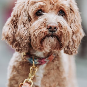 May include: A light brown dog with curly fur wearing a colorful patterned collar and leash. The dog is looking directly at the camera.