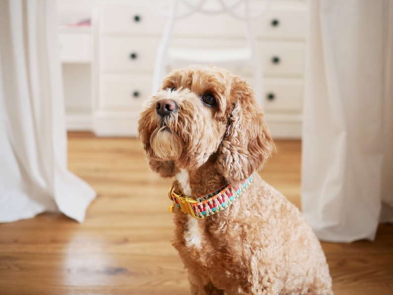 Colorful dog collar | Handmade dog collar | Adjustable | Dog accessory | Zigzag pattern image 2