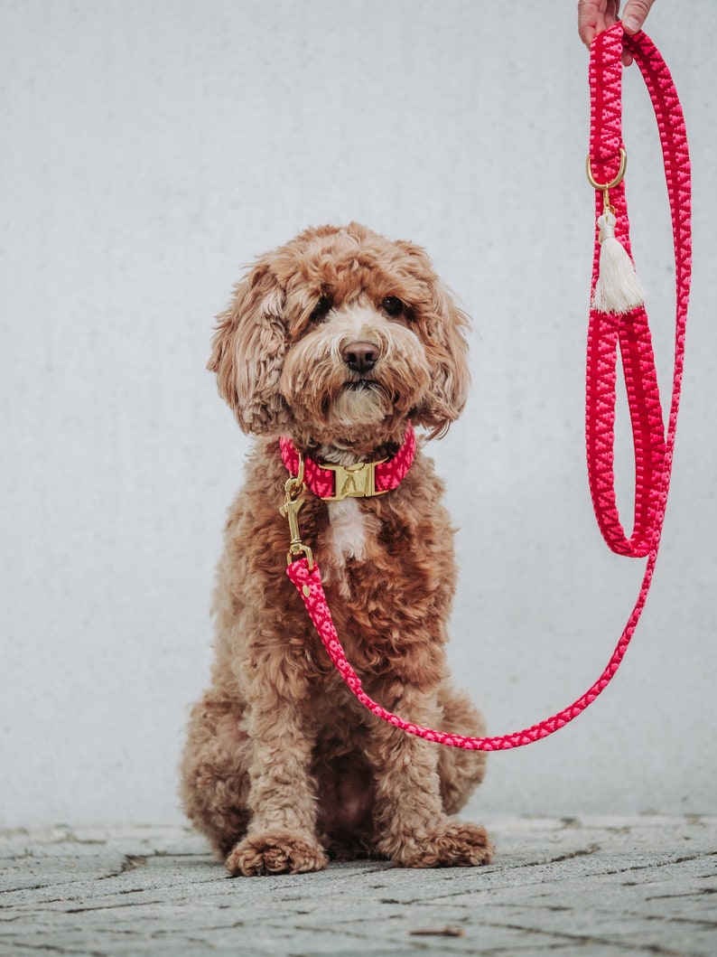 May include: A brown and white dog wearing a pink collar and leash. The leash is made of braided rope and has a gold clasp. The dog is sitting on a gray concrete surface.