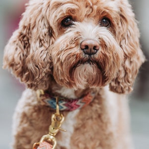 May include: A light brown dog with curly fur wearing a colorful patterned collar and leash. The dog is looking directly at the camera.
