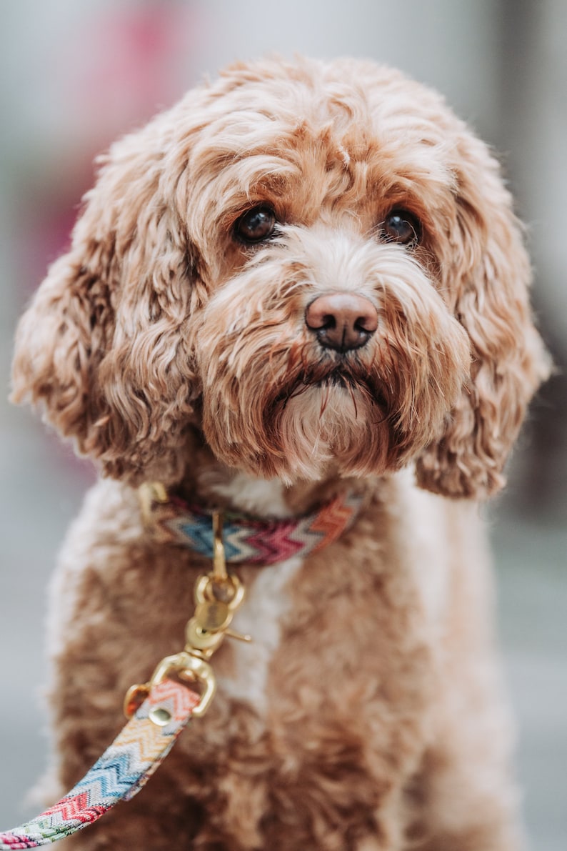 May include: A light brown dog with curly fur wearing a colorful patterned collar and leash. The dog is looking directly at the camera.