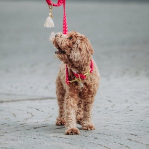 May include: A small, light brown dog with a pink and gold collar is on a leash. The dog is looking up at the leash, which is held by a person out of frame.