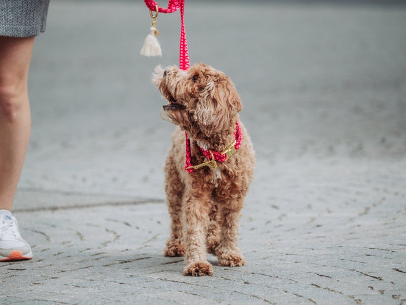 May include: A small, light brown dog with a pink and gold collar is on a leash. The dog is looking up at the leash, which is held by a person out of frame.