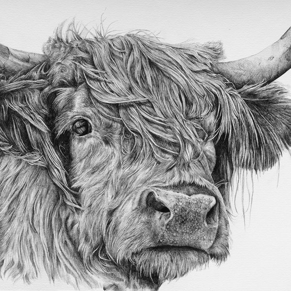 Highland Cow Print Black and White Etsy UK