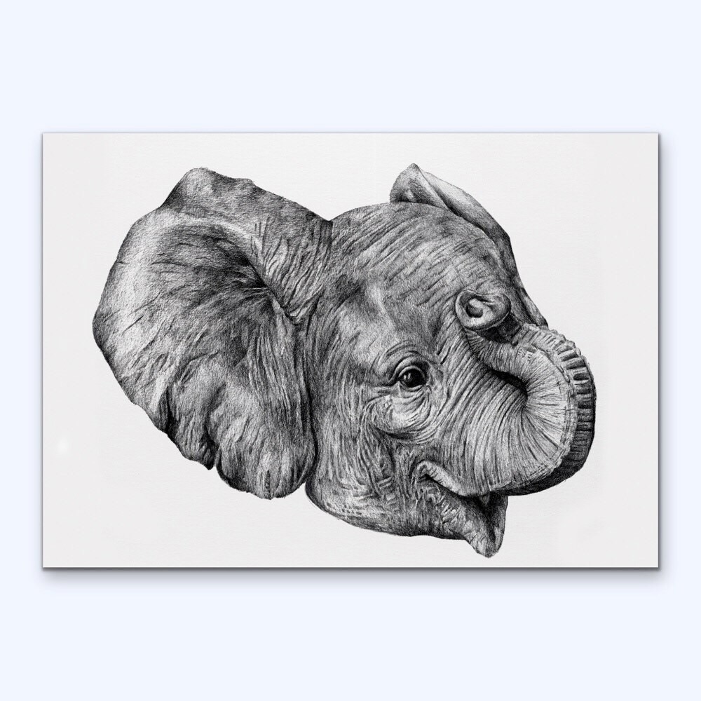 Elephant drawing trunk hi-res stock photography and images - Alamy, image size:1000x1000