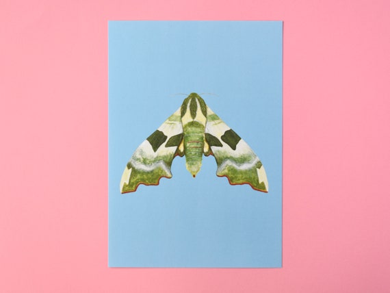 Lime Hawk Moth Art Print – Insect Art Print – Nature Art Print – Unframed A4 size