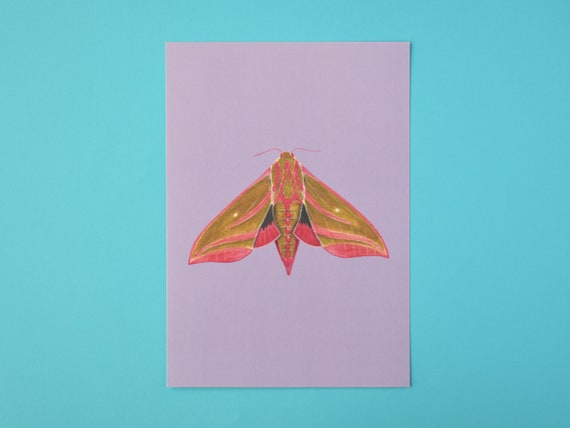 Elephant Hawk Moth Art Print – Insect Art Print – Nature Art Print – Unframed A4 size
