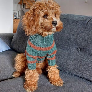 Puede incluir: Un perro pequeño y marrón con un suéter a rayas turquesa y naranja está sentado en un sofá gris. El perro tiene el pelo rizado y mira hacia un lado. El suéter tiene puños y dobladillo acanalados. El fondo incluye una escalera y una pared.
