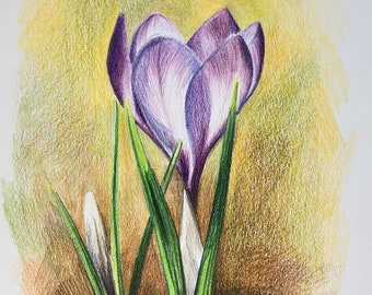 Crocus drawing, colored pencil crocus, spring crocuses drawing