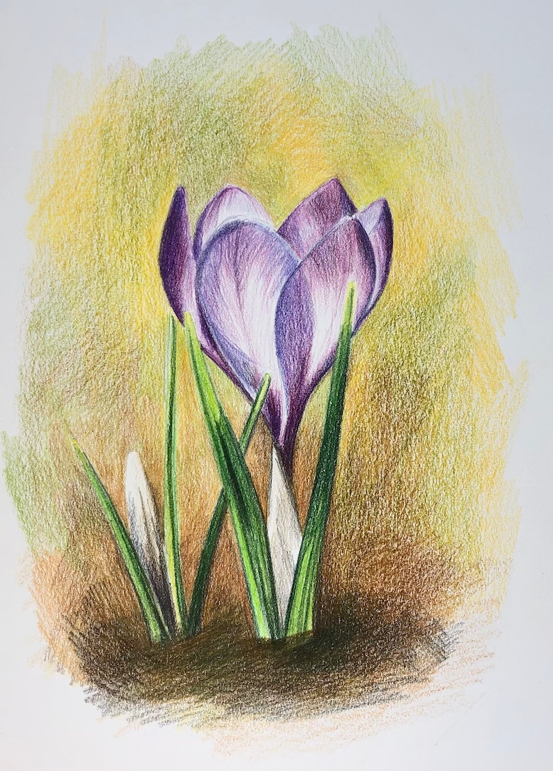 Krokuszeichnung, Buntstift Krokus, Frühlingskrokusse Zeichnung Bild 1