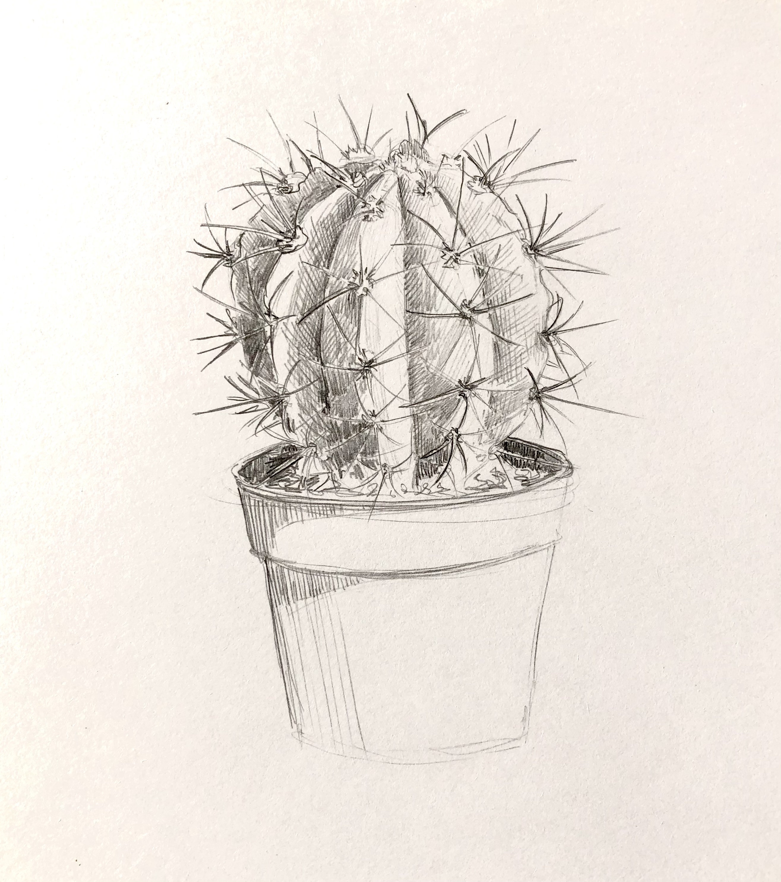Cactus Drawing Pencil Original Drawing Etsy